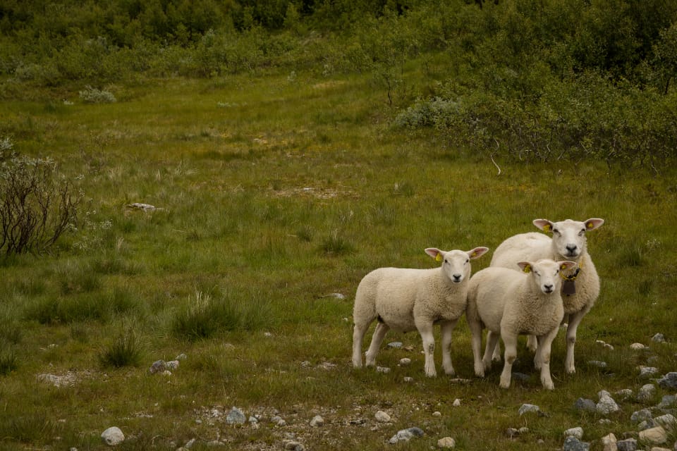 I Naustdals kommun går nu 6000 får och lamm ute på bete. Fylkesmannen befarar därför att den fårdräpande vargens skadepotential kan vara stor.