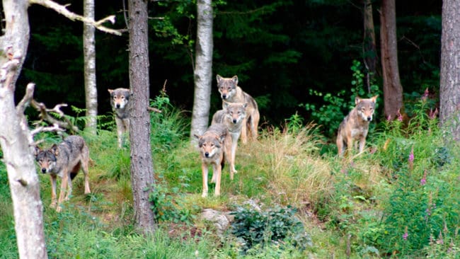 Vargarna i den inrättade norska vargzonen kostar skogsägarna cirka en miljard norska kronor i minskade fastighetspriser och lägre intäkter för jakten på markerna, enligt skogsägarorganisationen