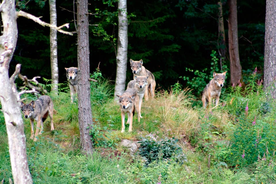Vargarna i den inrättade norska vargzonen kostar skogsägarna cirka en miljard norska kronor i minskade fastighetspriser och lägre intäkter för jakten på markerna, enligt skogsägarorganisationen