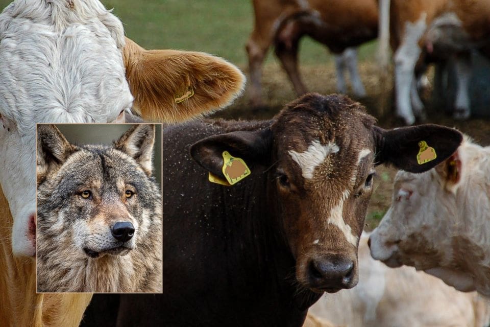 En lantbrukare i Östra Sunnarslöv har haft ideliga vargbesök som stressat hans djur svårt. Åtta kalvar har gått förlorade.(Arkivbilder)