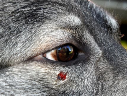 Märkt efter fighten. Jämthunden Nox har ett jack under vardera ögat. Ägaren Krister Bergman tror att han slogs med vargen.