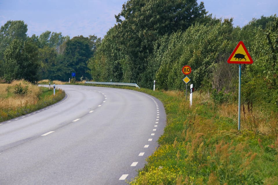 En eftersöksjägare från NVR attackerades av ett påkört vildsvin och fick en kraftig skada i benet.