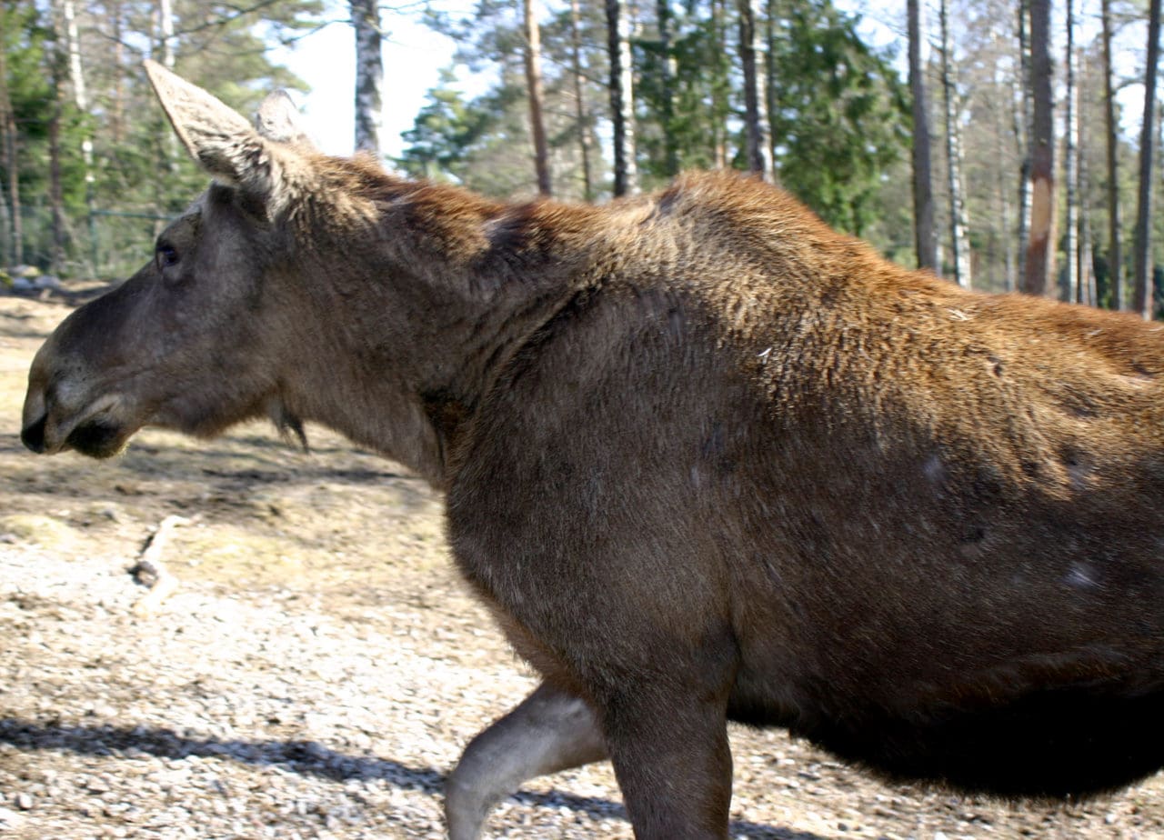 En tilldelning på tre älgar per 1000 hektar innebär att avskjutningen kan bli lika stor som hela älgstammen i Härjedalen.