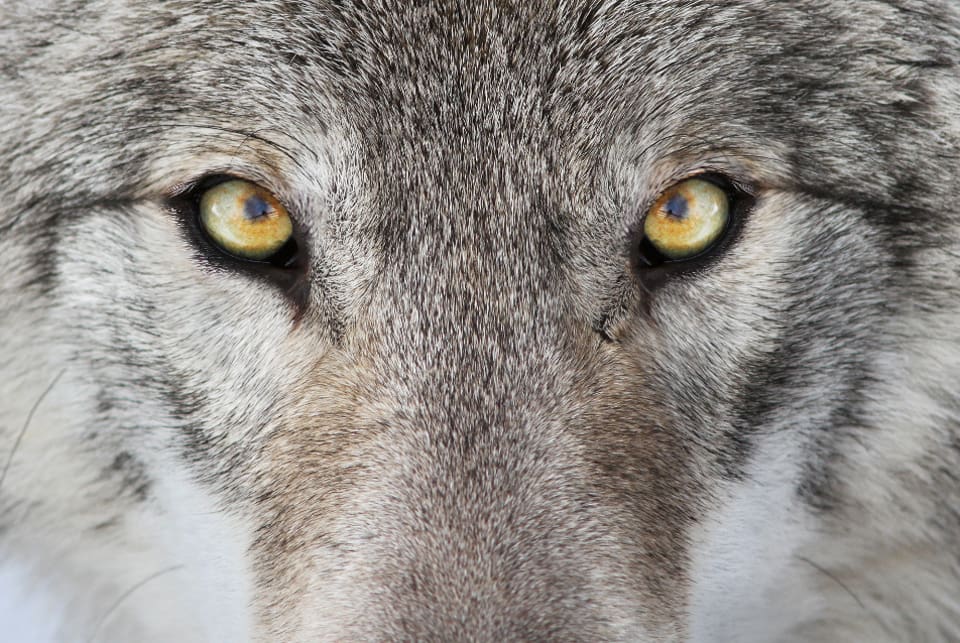 Länsstyrelsen har dokumenterat förekomst av en varg som har jagat och dödat minst en ren i Tåssåsens samebys vintergrupp. (arkivbild)
