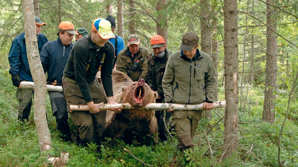 Ökad björnjakt i Västernorrland Jakt & Jägare