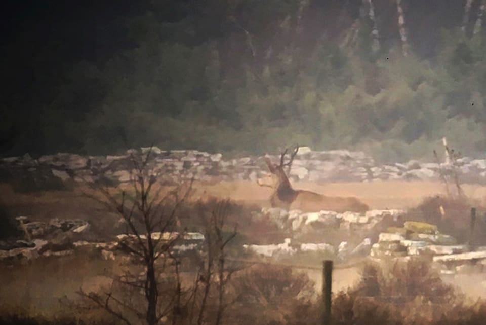 Kronhjortarna har gjort comeback på Öland. En disig dag på Alvaret i höstas lyckades Gösta Friberg fotografera en kapital kronhjort på 1,5 kilometers avstånd.
