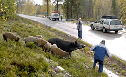 Vildsvinssfari efter vägarna utanför Särna i norra Dalarna, där vildsvinen uppenbarligen släppts ut. Så här orädda är endast vildsvin som funnits kort tid i frihet.