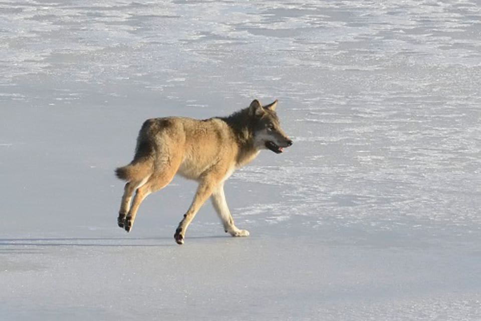 I mars i år sändes denna bild med information in till Skandobs efter en vargobservation i Arrudsviken i Örebro län. Vargen försvann mot ön Kägleholm. Fotot finns i bildarkivet hos Skandobs.