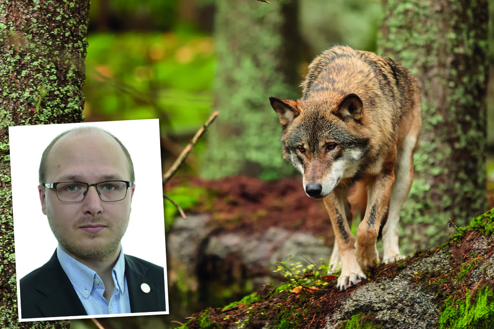 Riksdagsledamoten Erik Ottosson (M) vill ha skyddsjakt på Södertörnsvargen och andra vargar som tar tamdjur. Dessutom vill ha en rejäl licensjakt på Sveriges 355 vargar så att nivån går ner till 170-270 vargar.