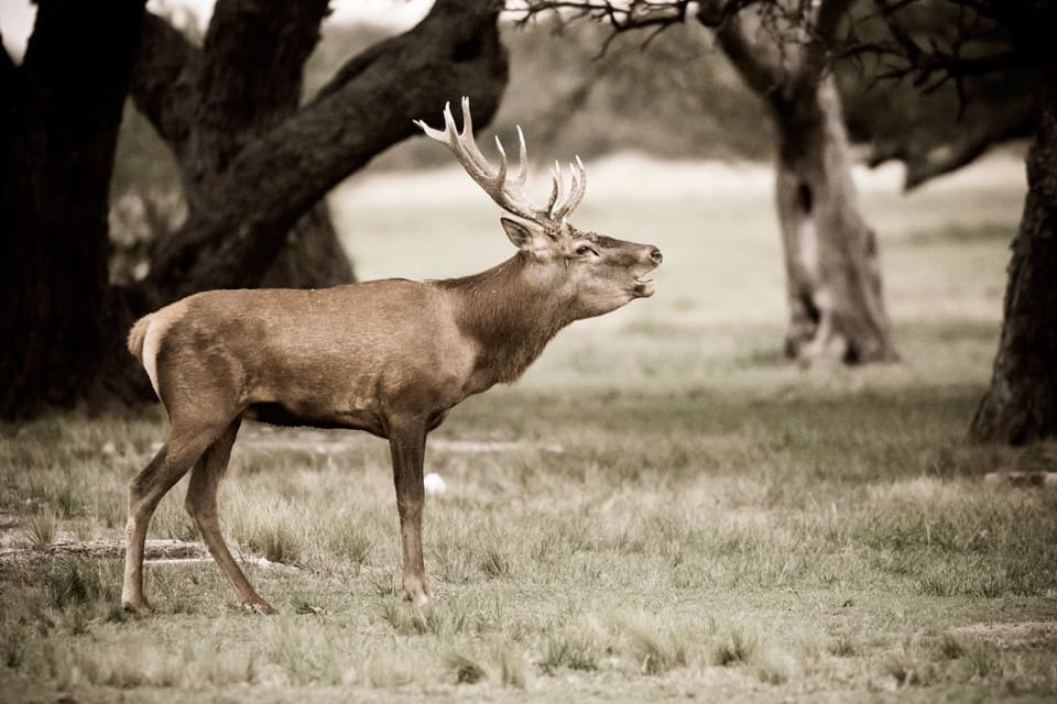 Bland annat kronhjortarna på Pampas lockar jägare från Europa. Men när ett nyanlänt jaktsällskap hamnade i coronakarantän på jaktcampen rymde bland andra en spansk jägare, som nu hotas av två års fängelse.