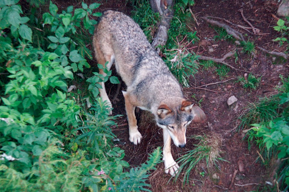 Sex yngre svenska vargar har förts till en djurpark i England, där det finns rewildingplaner. Fårägare är vill inte att vargar sätts ut i naturen. (Arkivbild)