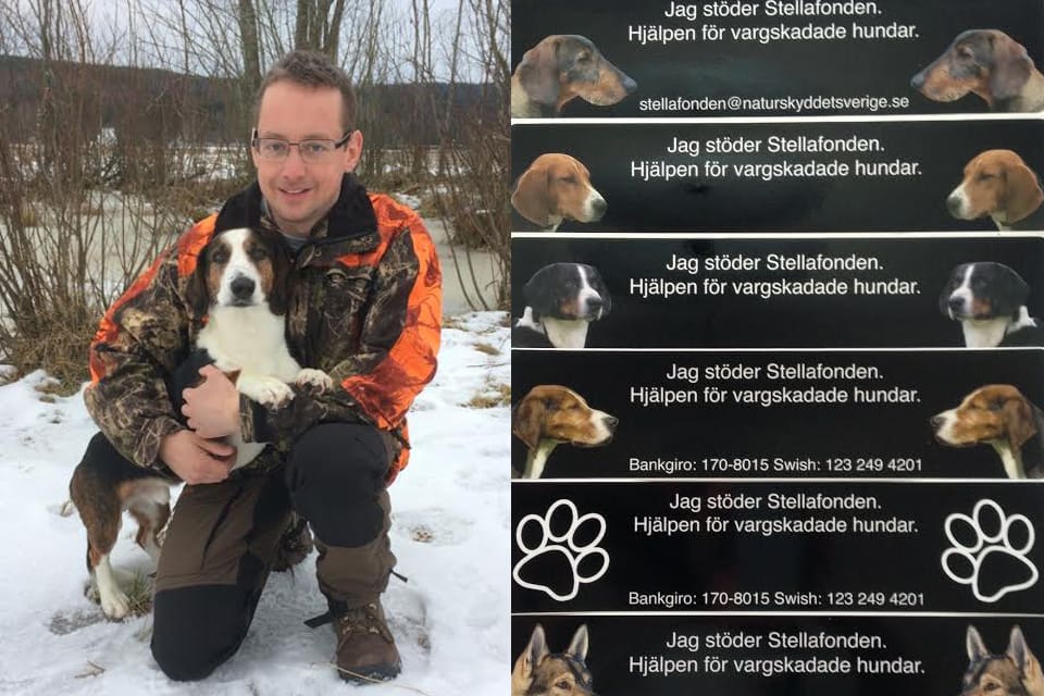 Per Hultman och drevern Orry får hjälp med veterinärräkningen av Stellafonden, som säljer klisterdekaler till förmån för vargskadade hundar.