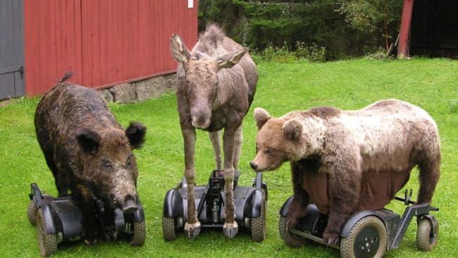 Jakthundar fick möta permobilvilt i form av vildsvin, älg och björn i helgen utanför Borlänge. (Arkivbild)