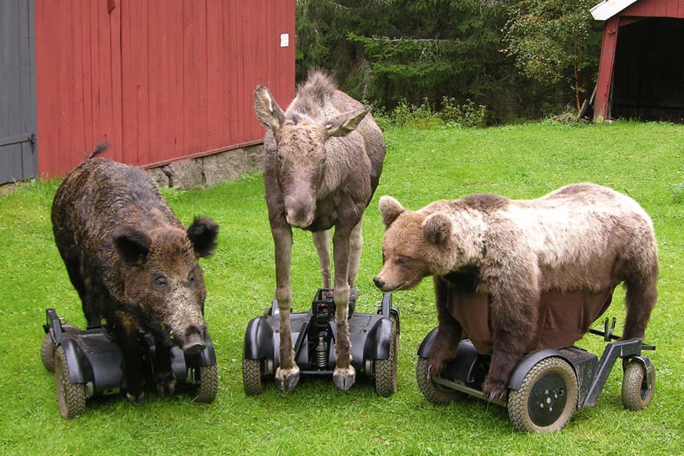 Jakthundar fick möta permobilvilt i form av vildsvin, älg och björn i helgen utanför Borlänge. (Arkivbild)