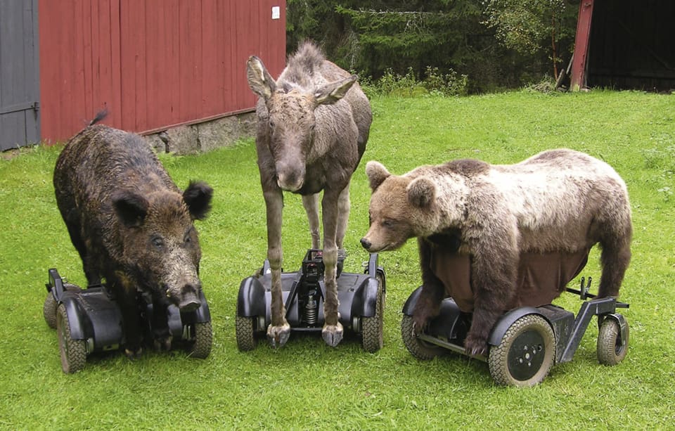 Rullande vilttrio för hundtest - Jakt & Jägare