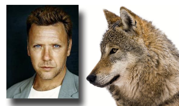 Persbrandt och vargen. Stjärnskådespelaren Mikael Persbrandt kan knappast vrida nacken av en varg. I alla fall inte om man får tro Jakt & Jägares ”experter”.