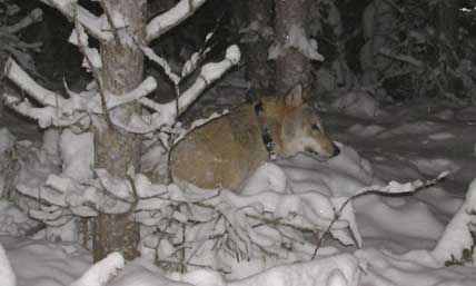 Vaknar efter märkning. 2008 märktes hanvargen i Galvenreviret. Han var en rysk invandrare.