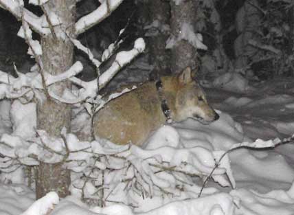 Den genetiskt värdefulle varghannen i Galvenreviret lever, men hur är det med tiken? Hennes sändare tystnade i början av september.