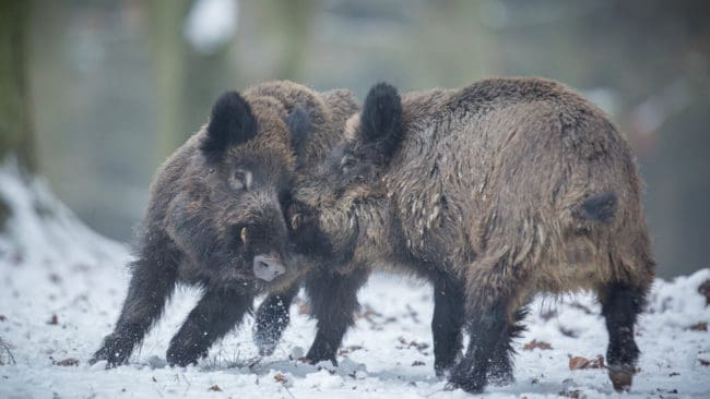 Tio personer ska på en vecka kunna inhägna ett 31 kvadratkilometer stort område med utbrott av afrikansk svinpest i Tyskland.
