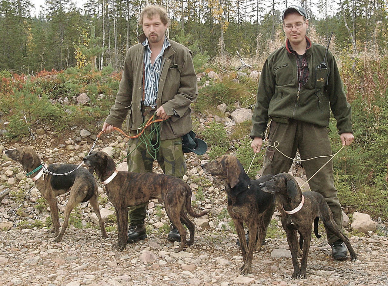 Rasmus Boström (till vänster) och Jarl Spånberg med några av sina plotthundar. De kan i dag glädjas över att länsstyrelsen i Jämtland drar tillbaka förslaget om förbud om drivande hundar vid björnjakt.