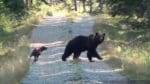 Både plottar och andra raser kan delta i Plotthundklubbens jaktprov på frilevande björn, som i år genomförs för tredje året på raken.