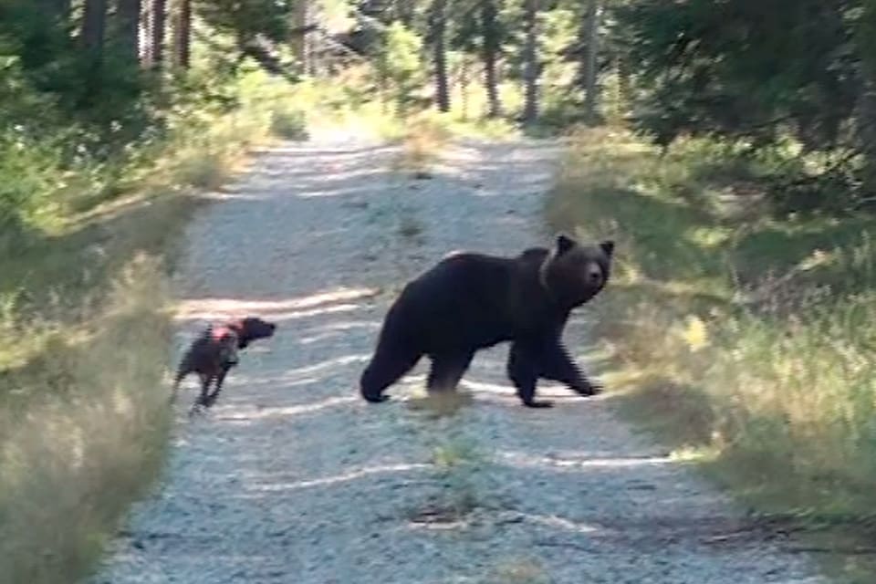 Både plottar och andra raser kan delta i Plotthundklubbens jaktprov på frilevande björn, som i år genomförs för tredje året på raken.