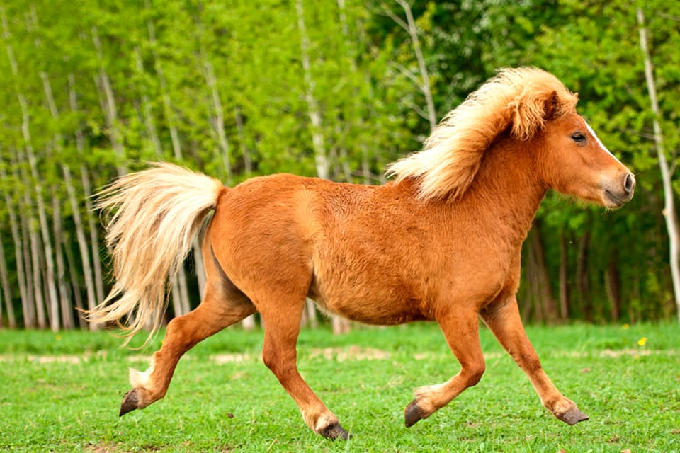 Enligt en rovdjurskontaktperson var det en björn som gav rivmärken på en ponny i en hage nordöst om Björneborg i Finland. (Arkivbild)