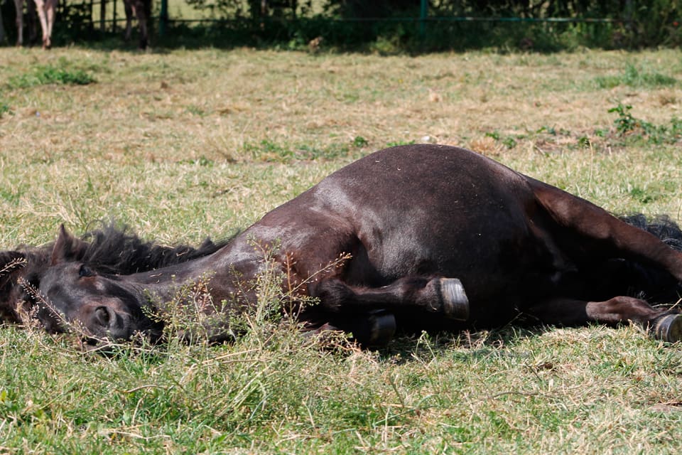 Tre ponnyhästar dog efter en attack i Danmarks vargzon och två hästar är försvunna. (Arkivbild)