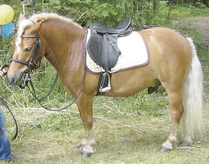 Jägaren trodde han såg ett vildsvin och sköt en ponny.
