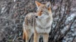 Pappan till ett tvåårigt barn ströp en rabiessmittad prärievarg i New Hampshire som försökt släpa bort tvååringen. (Arkivbild)