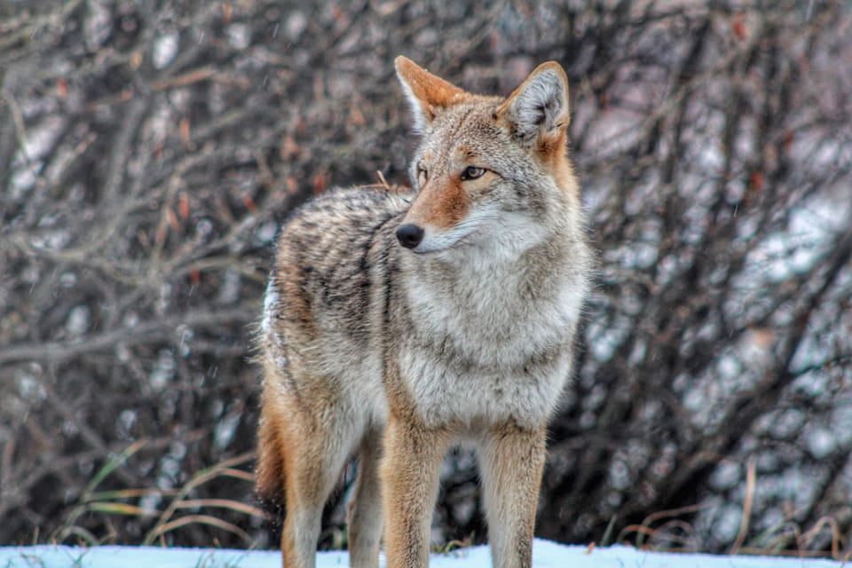 Pappan till ett tvåårigt barn ströp en rabiessmittad prärievarg i New Hampshire som försökt släpa bort tvååringen. (Arkivbild)