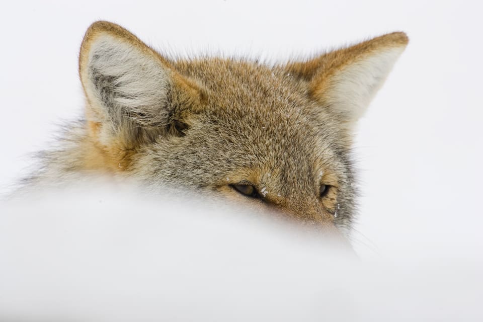 En svältande prärievarg i Yellowstone, som hade käften full med piggsvinstaggar, attackerade en kvinnlig skidåkare i tisdags. Hon skadades i huvudet och på armen. (Arkivbild)