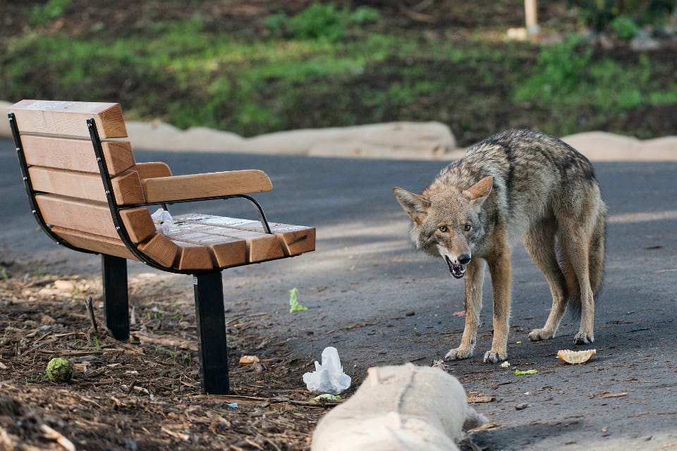 Viltvårdsmyndigheten i Kalifornien har uppmanat boende i området hålla reda på sina sällskapsdjur om prärievargen på nytt skulle komma in i Laguna Beach.