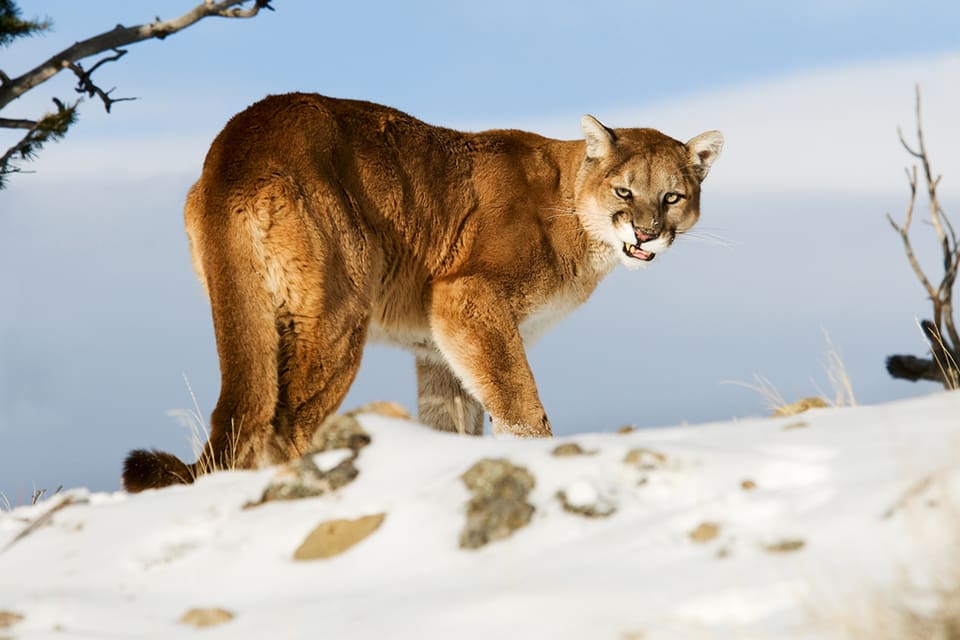 En man i Kalifornien som försökte locka på prärievarg blev anfallen av en puma.