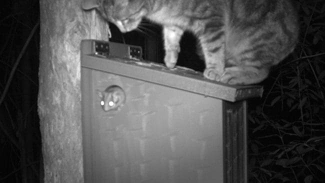 Viltkameran avslöjar hur en vildkatt gör sig redo att ta det utrotningshotade pungdjuret när det lämnar sin holk. Australien laddar nu för att göra förvildade katter fredlösa.
