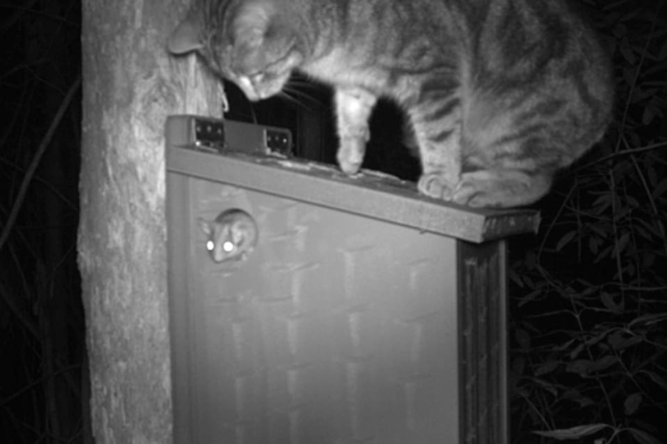 Viltkameran avslöjar hur en vildkatt gör sig redo att ta det utrotningshotade pungdjuret när det lämnar sin holk. Australien laddar nu för att göra förvildade katter fredlösa.
