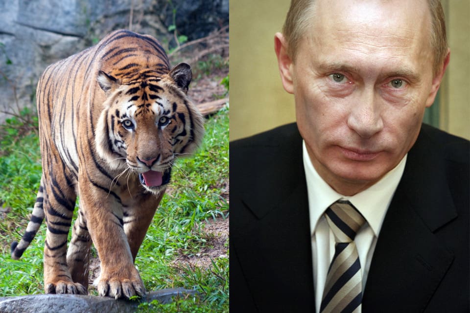 Rysslands president Vladimir Putin släppte ut tre tigrar i maj i fjol.