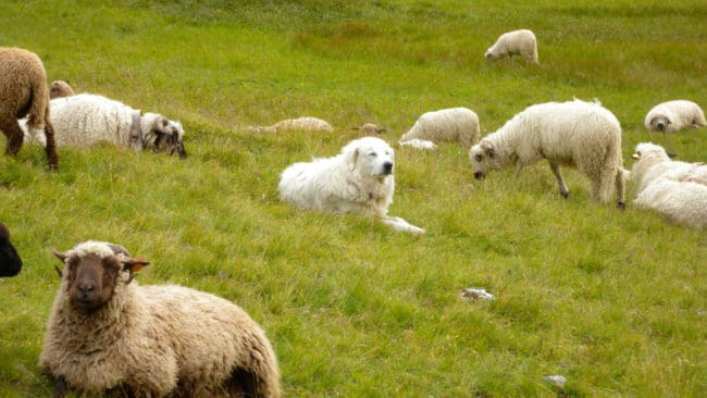 En av de vanligaste boskapsvaktande hundraserna är pyrenéerhund.