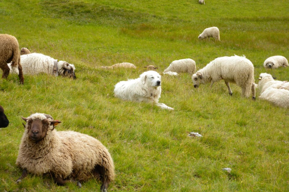 En av de vanligaste boskapsvaktande hundraserna är pyrenéerhund.
