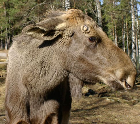 Vargmat. Hamnar älgstammen på 3-4 djur per 1000 hektar (som ju delar av skogsbruket vill) blir det i princip inga älgar över till jägarna inom ett vargrevir.