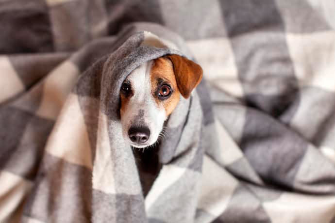 Låt hundar som har nyårsångest gömma sig om de vill göra det, men ömka inte en hund som är rädd för fyrverkerier och smällare. Det förstärker bara att rädslan är befogad.