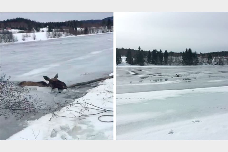 Älgen kom upp på land med hjälp av en bogserlina och ”tackade” därpå sin räddare med att göra ett utfall.