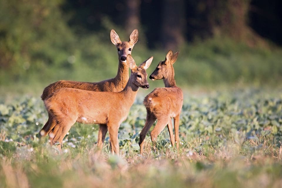 Skogsstyrelsen anser att det finns för många rådjur på Gotland och att skogsägare och jägare ska samverka för att minska stammen.