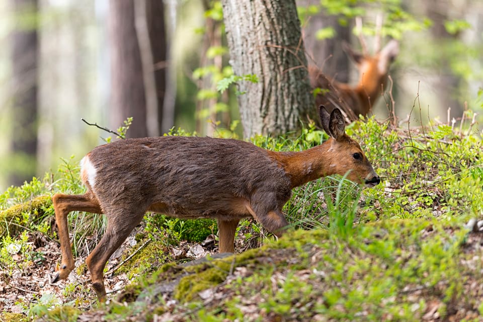 Markägare i Jönköpings län vill öka avskjutningen av rådjur och älg för att minska betesskador på skogen.