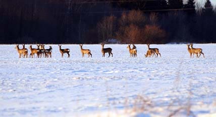 Nu har rådjuren det svårt, vilket också märks hos återförsäljarna av viltfoder. Jägarna spenderar minst en kvarts miljard på stödutfodring.