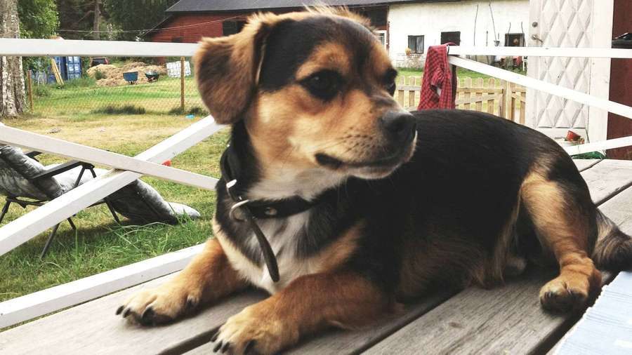 Ragnar, som är en blandning mellan jack russel och dansksvensk gårdshund gillar gryt.