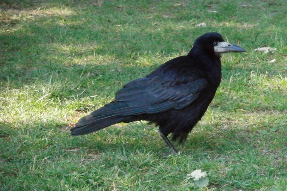 Vid skyddsjakt på råka i Vellinge fick en jakthund i sig förgiftad köttfärs. Hunden kommer dock att klara sig. (Arkivbild)