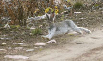 Raka vägen ned till strandområdet vid Vässinjärvi tog även denna hare. Skogshararna verkar se strandområdet som ett bättre alternativ än grusvägen att lura bort hunden.