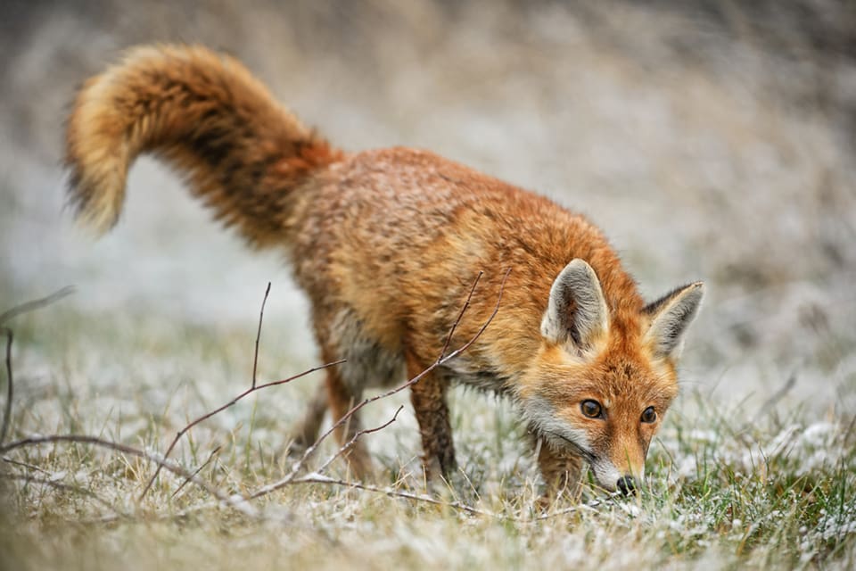 Räv härjar runt i Stockholms södra närförorter och både katter och höns har försvunnet.