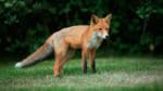 De oskygga rävarna i Vadstena har blivit ett kommunalt problem. Jägare har fått i uppdrag att skjuta bort hanrävar. Men nu laddar tre av rävarnas vänner på Facebook för att stoppa jakten.